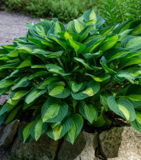 Bohyška - Hosta Francess Williams - hlízy bohyšky - 1 ks