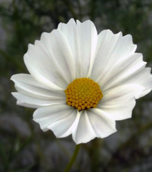 Krásenka zpeřená Bílá senzace - Cosmos bipinnatus - semena krásenky - 40 ks