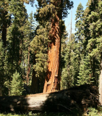 Sekvojovec obrovský - Sequoiadendron giganteum - semena sekvojovce - 5 ks