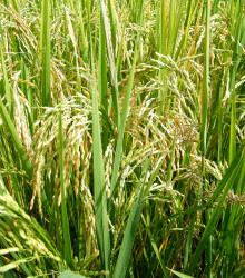 Rýže setá - Oryza sativa - semena rýže - 12 ks