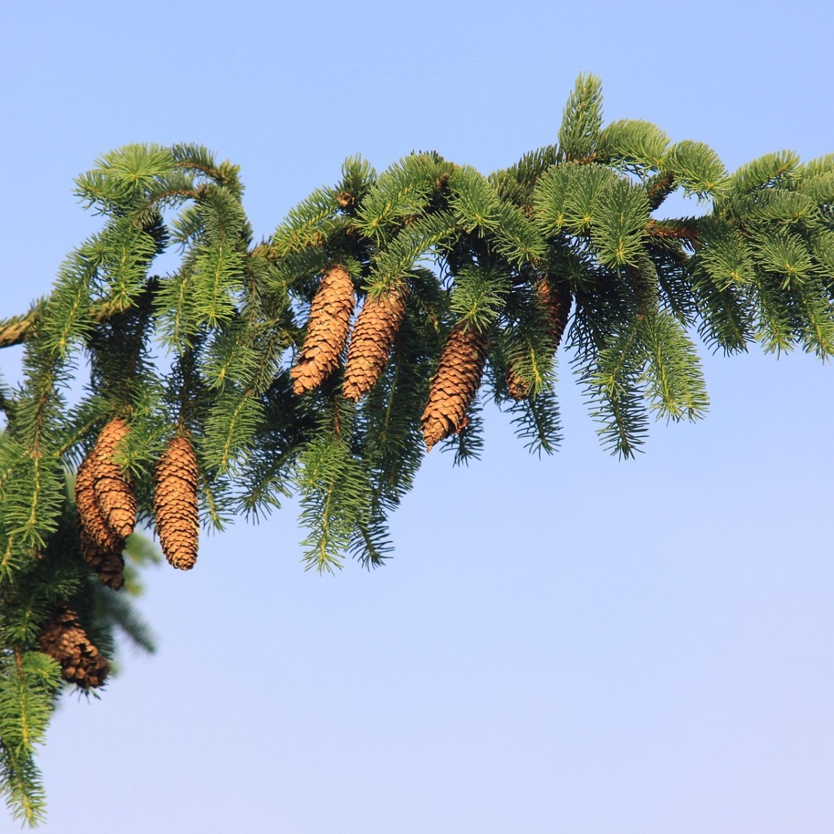 Smrk ztepilý - Picea abies - semena smrku - 8 ks