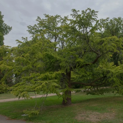 Pamodřín líbezný - Pseudolarix amabilis - semena pamodřínu - 6 ks