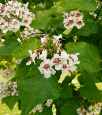 Katalpa Fargesova - Catalpa fargesii - semena katalpy - 8 ks