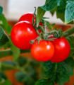 Rajče Matina - Solanum lycopersicum - semena rajčete - 20 ks