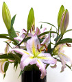 Lilie Mona Lisa - Lilium - cibuloviny - 1 ks