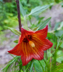 Kanarína kanárská - Kanárský zvonek - Canarina canariensis - semena kanaríny - 6 ks