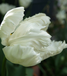 Tulipán White Parrot - Tulipa parrot - cibule tulipánů - 3 ks