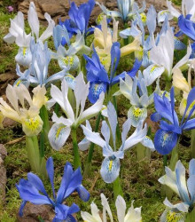 Nízké kosatce směs - Iris reticulata - hlízy kosatce - 5 ks
