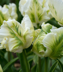 Tulipán White Rebel - Tulipa - cibule tulipánu - 3 ks