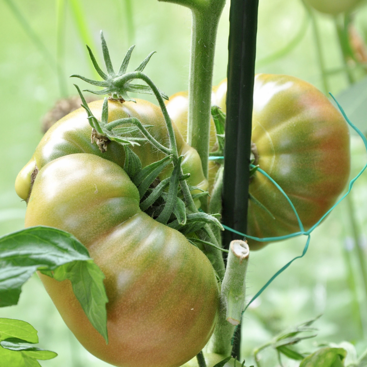 BIO Rajče Ananas Noire - Solanum lycopersicum - bio semena rajčete - 6 ks