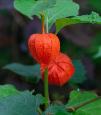 Mochyně židovská - Physalis alkekengi - semena mochyně - 30 ks