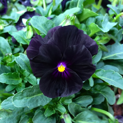 Violka rohatá Back to Black - Viola cornuta - semena violky - 120 ks