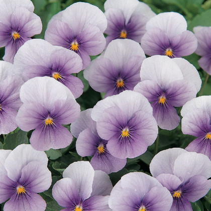 Violka rohatá Sorbet Icy Blue - Viola cornuta - semena violky - 20 ks