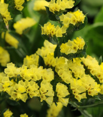 Limonka chobotnatá žlutá - Limonium sinuatum - semena limonky - 30 ks