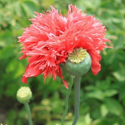 Mák setý Rose Feathers - Papaver somniferum - semena máku - 200 ks