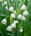 Bledule letní Giant - Leucojum aestivum - cibule bledule - 2 ks