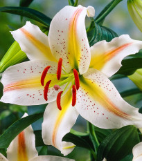 Lilie Garden Party - Lilium - cibule lilie - 1 ks