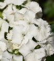 Hvozdík bradatý Sweet William - Dianthus barbatus - semena hvozdíku - 150 ks