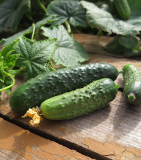 Okurka nakládačka Charlotte F1 - Cucumis sativus - semena okurky - 6 ks