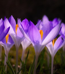 Krokus Tomasiniho Lilac Beauty - Crocus tommasinianus - hlízy krokusu - 3 ks