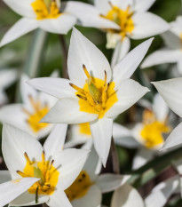 Tulipán Turkestanica - Tulipa - cibule tulipánu - 3 ks