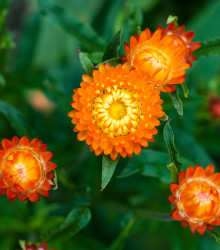 Smil listenatý oranžový - Helichrysum bracteatum - semena smilu - 400 ks