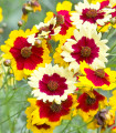 Krásnoočko trpasličí mix - Coreopsis hybrida - semena krásnoočka - 200 ks