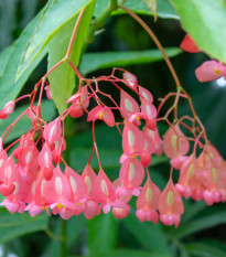 Begonie šarlatová - Begonia coccinea - semena begónie - 12 ks