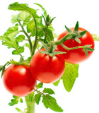 Tyčková rajčata