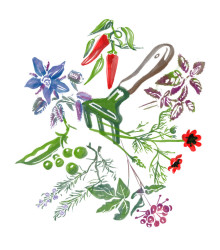 Pryskyřník plnokvětý fialový - Ranunculus asiaticus - hlízy pryskyřníku - 3 ks
