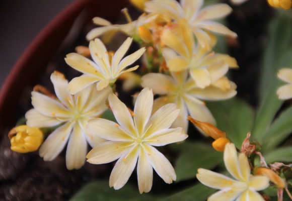Kotyledon  - krásná rostlina, která oživí váš domov  