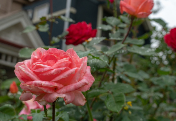 Růže není rostlinou na rok – jak na výsadbu, aby se jí v zahradě dařilo? (1.)