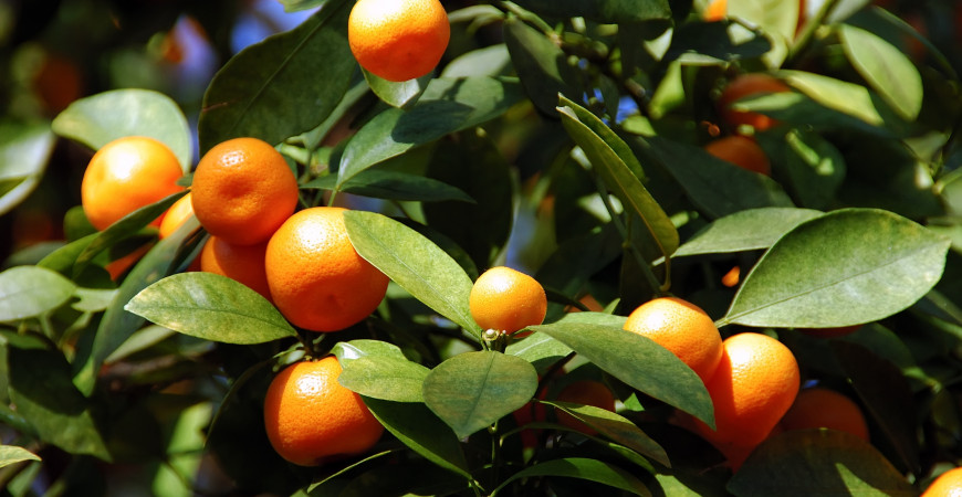 Citrusy nejsou na pěstování náročné, svědčit jim bude i v květináči. Jak na to?