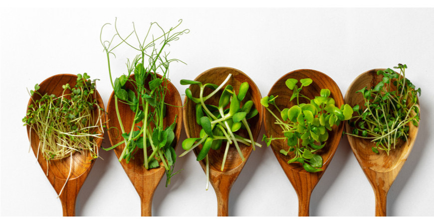 Microgreens během zimy hravě nahradí zeleninu